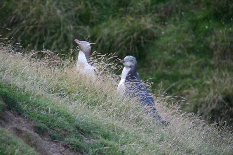 Nieuw-Zeeland 2011 - 2040